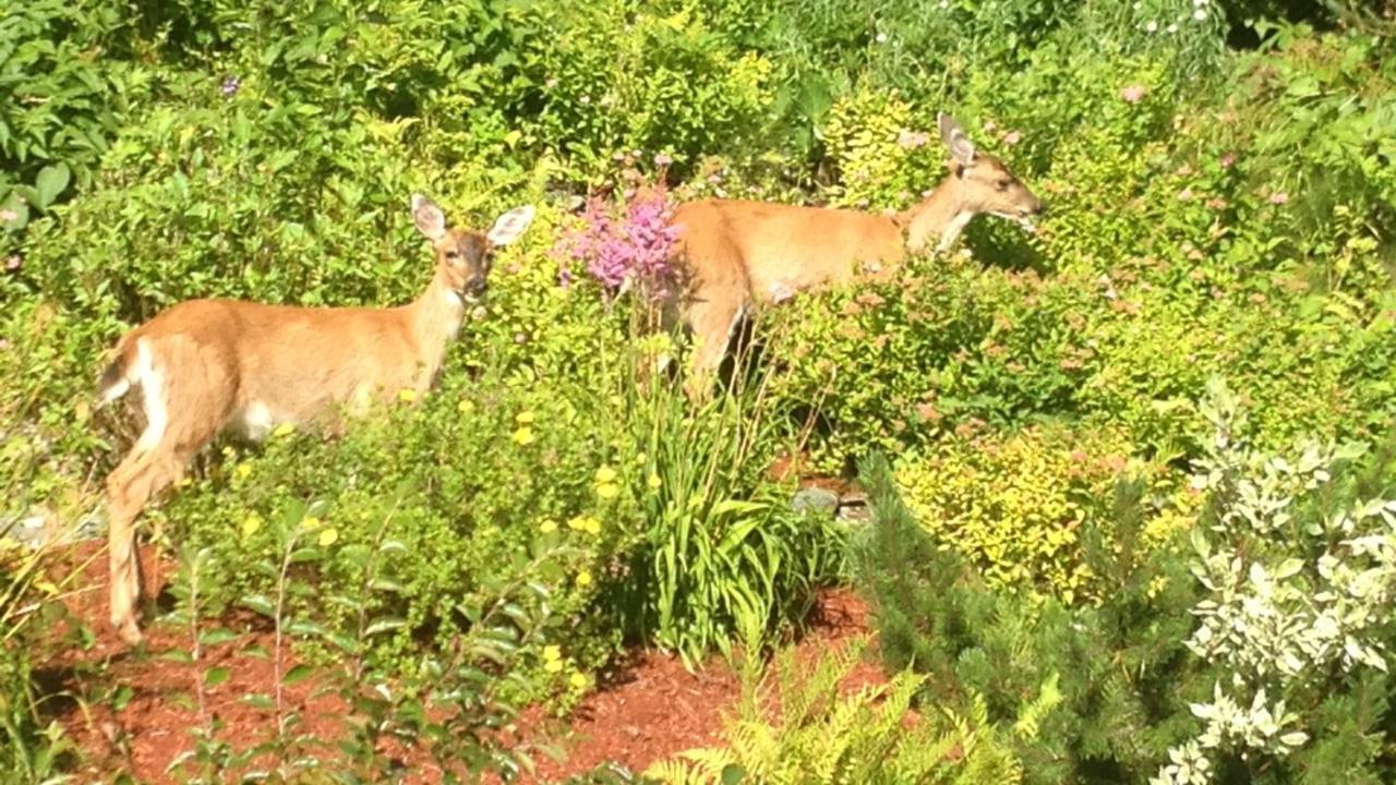 Kelli Creek Cottage - Reduced Price On Tours Juneau Eksteriør billede