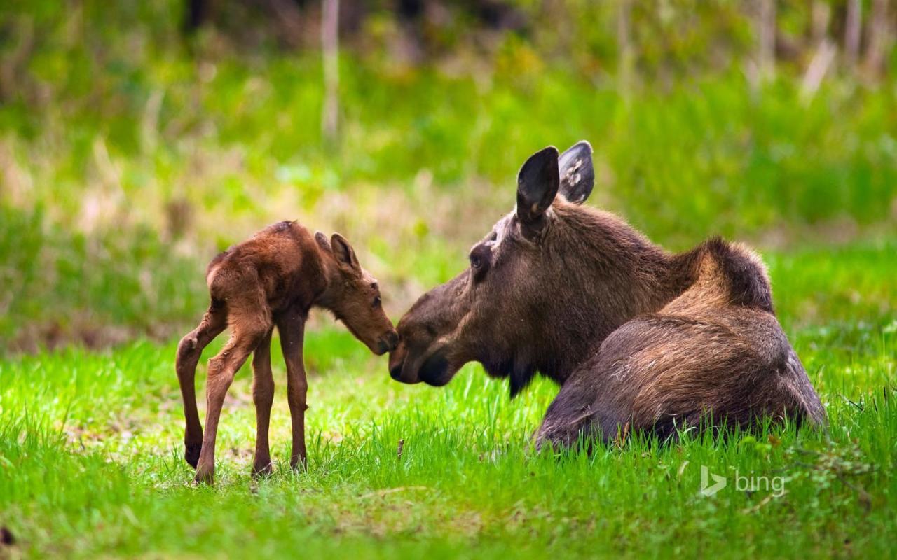 Kelli Creek Cottage - Reduced Price On Tours Juneau Eksteriør billede