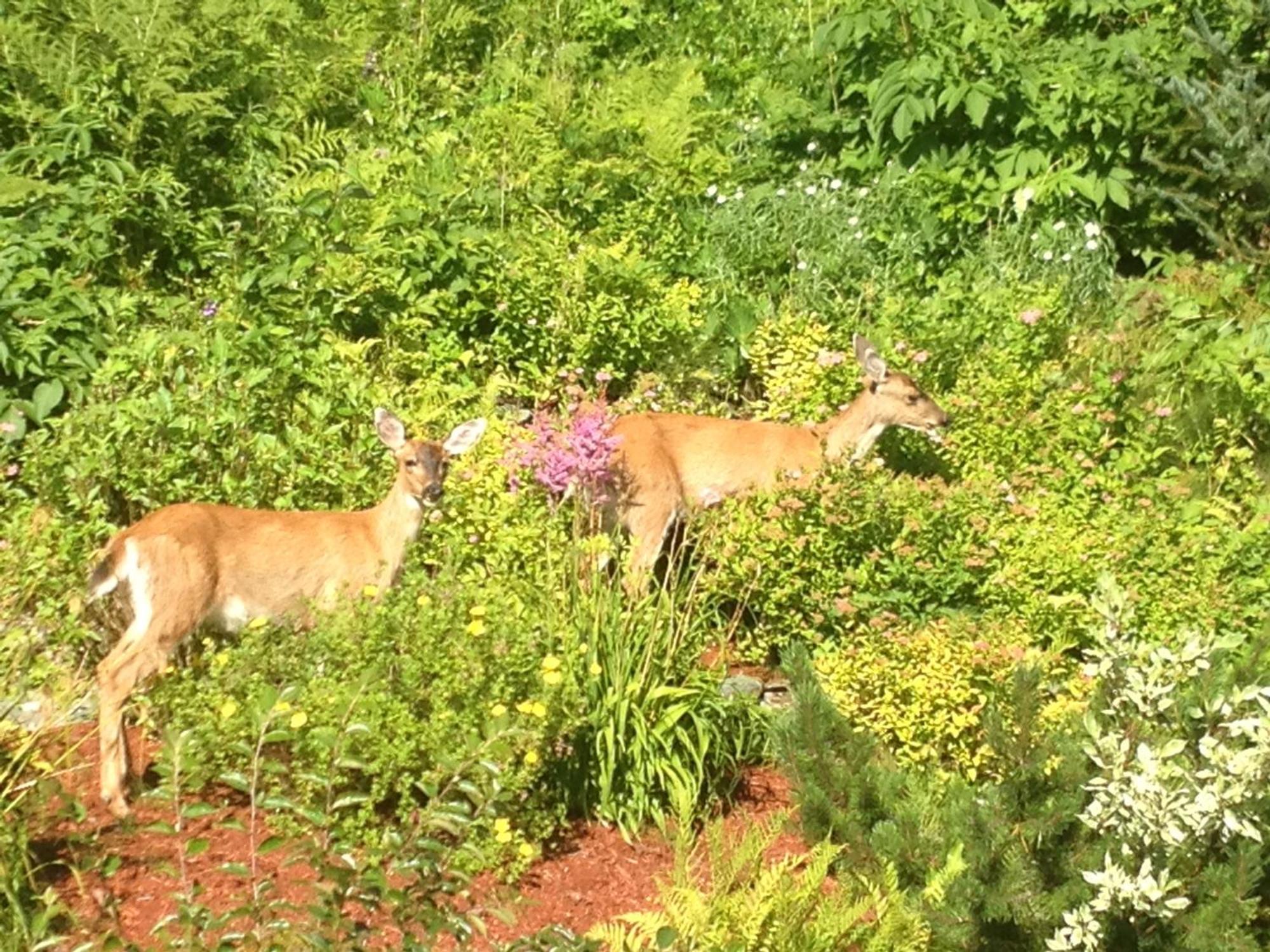 Kelli Creek Cottage - Reduced Price On Tours Juneau Eksteriør billede